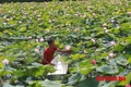 Huyện Thọ Xuân đón Bằng công nhận huyện đạt chuẩn nông thôn mới