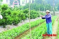 Đào, quất, bưởi cảnh về phố đón Tết