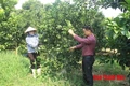 Đào, quất, bưởi cảnh về phố đón Tết