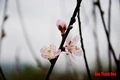 Nghề khe hàu trên bãi đá
