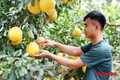 Đào, quất, bưởi cảnh về phố đón Tết
