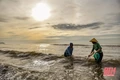Chân đạp bùn “săn” vẹm nơi cửa biển