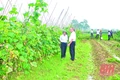 Kỹ sư công nghiệp làm giàu từ cây nấm