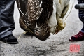 Chi cục Kiểm lâm Thanh Hóa chỉ đạo khắc phục tình trạng săn bắn, bày bán chim hoang dã