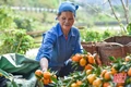 Người Mường ở Phả Ban thu nhập ổn định từ cây quýt hôi