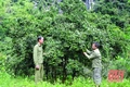 Người Mường ở Phả Ban thu nhập ổn định từ cây quýt hôi