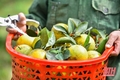 Nông dân Xuân Hòa thu hoạch cam bán Tết