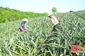 Nông dân Thanh Hóa đội nắng thu hoạch dứa