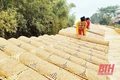 Làng hoa lớn nhất xứ Thanh vào mùa Tết
