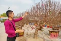 Trắng đêm trông cây cảnh Tết ở TP Thanh Hóa