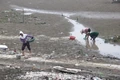 Kịp thời kiểm tra hiện tượng ngao chết tại phường Hải Ninh theo phản ánh của Báo Thanh Hóa