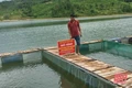 Nuôi cá ở lòng hồ thủy lợi lớn nhất xứ Thanh