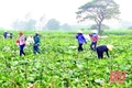 Phát triển nông nghiệp và xây dựng nông thôn mới bền vững: Xây dựng, hoàn thiện cơ chế, chính sách phát triển nông nghiệp, nông thôn
