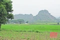 Rừng mộ cổ vô chủ và những kiến giải về nguồn gốc: Bài 1 - Khám phá bãi mộ giữa rừng thâm u
