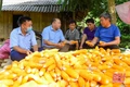 Mang sức sống mới đến với đồng bào Mông (Bài 2): Những dự án, chính sách hỗ trợ đầu tư phát triển kinh tế - xã hội vùng đồng bào Mông