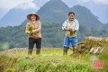 Pù Luông chuẩn bị vào mùa đẹp nhất trong năm