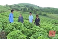 Phát triển cây gai xanh trên địa bàn huyện Quan Sơn