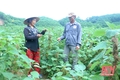 Phát triển cây gai xanh trên địa bàn huyện Quan Sơn