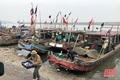Ngư dân Thanh Hóa rộn ràng vào mùa cá trích