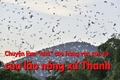 Rừng lát của lão nông trên đồi Chắp Chẵn