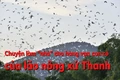 Rừng lát của lão nông trên đồi Chắp Chẵn