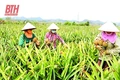 Để liên kết sản xuất và tiêu thụ sản phẩm là nhân tố phát triển nông nghiệp bền vững (Bài cuối): Tìm “chìa khóa” mở “cánh cửa” tiến vào nền nông nghiệp hiện đại