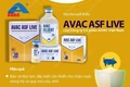 Thanh Hoá: 13 xã, phường bước đầu khống chế được bệnh Dịch tả lợn Châu Phi