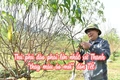 “Thủ phủ” mật mía lớn nhất xứ Thanh vào vụ tết