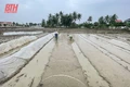 Áp lực cấp nước cho diện tích lúa bị hạn cục bộ
