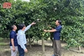 Đồng hành cùng nông dân tiêu thụ dứa