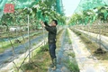 Bàn giải pháp xử lý môi trường trong sản xuất nông nghiệp và khu vực nông thôn