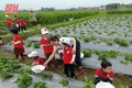 Bàn giải pháp xử lý môi trường trong sản xuất nông nghiệp và khu vực nông thôn