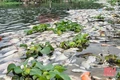 Cá chết hàng loạt trên hồ Đồng Nửng