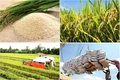 Giá gạo xuất khẩu giảm mạnh: Cần tìm nguyên nhân để tránh ép giá nông dân