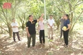 Rừng lát của lão nông trên đồi Chắp Chẵn