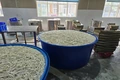 Vụ 13,5 tấn chân gà ngâm hóa chất: Thưởng nóng Công an phường Sầm Sơn