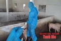 Thanh Hoá có 3 xã đã qua 21 ngày không phát sinh bệnh dịch tả lợn châu Phi