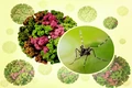 Bộ Y tế phát cảnh báo khẩn sau khi bệnh Chikungunya bùng phát mạnh ở Trung Quốc