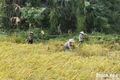 Làng Trù - nước chưa rút, nỗi đau chưa nguôi!