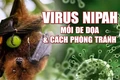 Hỏa tốc: Bộ Y tế yêu cầu cơ sở khám chữa bệnh chủ động phòng chống bệnh do virus Nipah