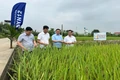 Hội thảo đầu bờ đánh giá mô hình giống lúa lai ba dòng KU57 và Thơm SUMO 86