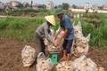 Rộn ràng mùa thu hoạch dưa hấu