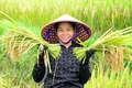 Rộn ràng mùa thu hoạch dưa hấu