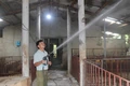 Nông dân nỗ lực chống nóng cho cây trồng