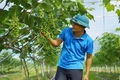 Những nông dân truyền cảm hứng (Bài cuối): Lớp trẻ với tư duy kinh tế mới về nông nghiệp