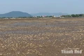 Người nuôi ngao phường Ngọc Sơn mong sớm tìm nguyên nhân ngao chết hàng loạt