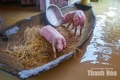Khẩn trương sơ tán người dân, chủ động ứng phó lũ lớn trên các tuyến sông