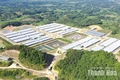 Những khoảng trống phía sau trang trại quy mô lớn