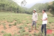 Phát triển cây dược liệu trên địa bàn huyện Lang Chánh