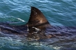 Ai Cập đóng cửa các bãi biển ở Biển Đỏ sau vụ cá mập tấn công du khách